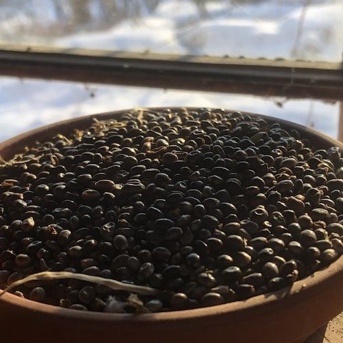 lupine seeds potting shed